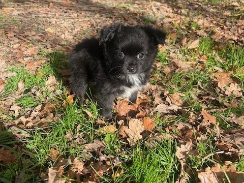 CHIHUAHUA 700 24300 Teyjat