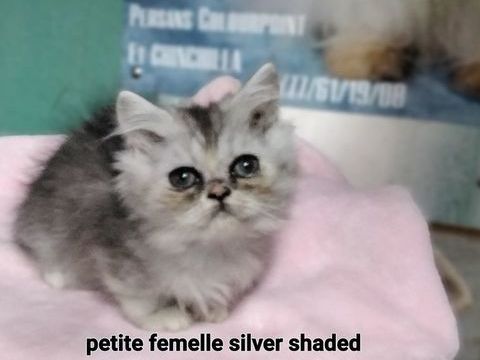 Chatons Persans 550 30340 Rousson