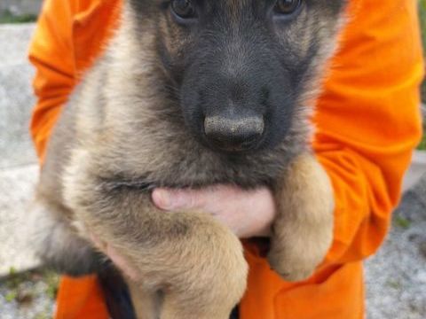 chiots berger allemand 700 02100 Lesdins
