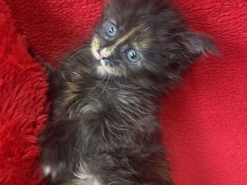 Maine Conn Chatons gros gabarit " Polydactyle " 990 68890 R�guisheim