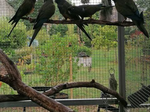 Conure de Patagonie 220 72610 Bourg-le-roi