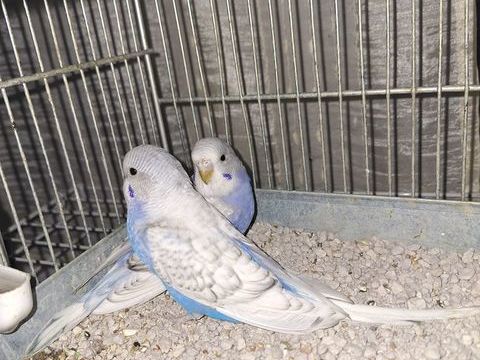 2 perruches ondul&eacute;es femelles 15 30160 Bess�ges