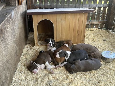 American bully XL 850 03250 Ch�tel-montagne