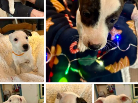 Jolie portée de chiots type Jack Russell élevés en famille 0 81400 Carmaux