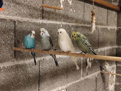 Perruche 10 01090 Montmerle-sur-sane