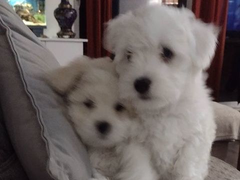 CHIOTS A RESERVER PUCES E VACCINES 500 81430 Villefranche-d'albigeois