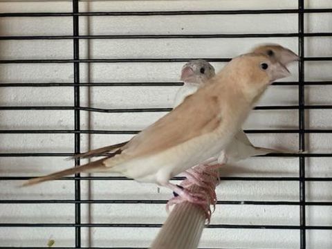 Bec d'argent 5 44410 La chapelle-des-marais