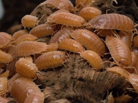 Porcelio laevis orange cloporte 10 54460 Liverdun