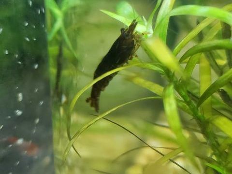 Crevettes neocaridina 2 26780 Allan