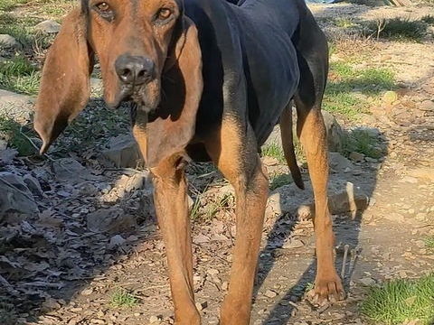 Arthus cherche une famille... 0 34000 Montpellier