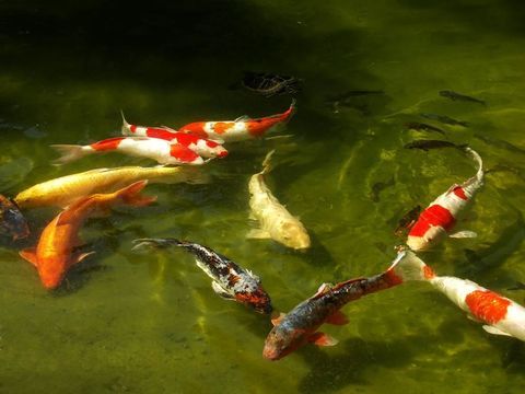 DON de CARPES KOI 0 33520 Bruges