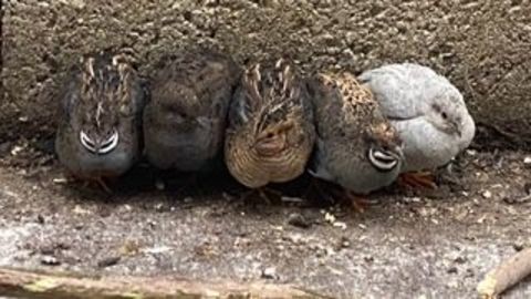 Couples Cailles de chine ou Mà¢le(s) seul(s) 25 44190 Clisson