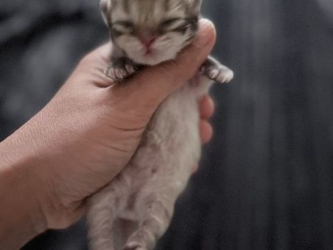 ? British chatons &agrave; r&eacute;server ! ?
1800 95120 Ermont