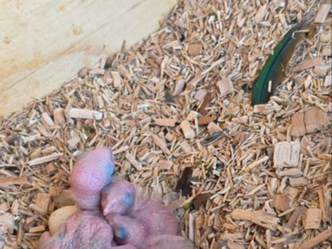 Conure 100 67310 Wasselonne