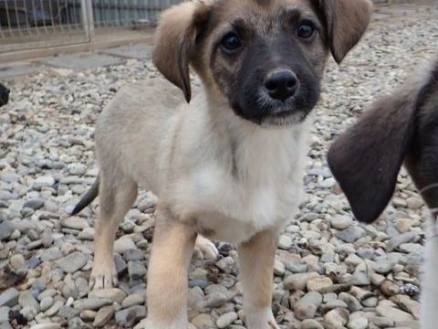 Shark &agrave; l'adoption 320 33000 Bordeaux