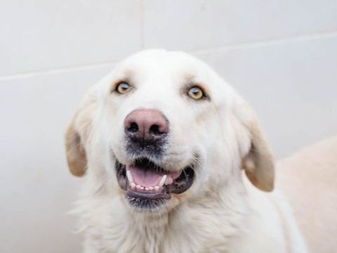 CHELO 320 27620 Gasny