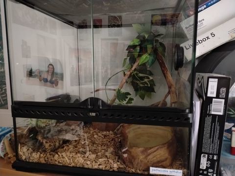 Serpent des bl&eacute; de 4 ans 130cm avec son terrarium 250 78190 Trappes