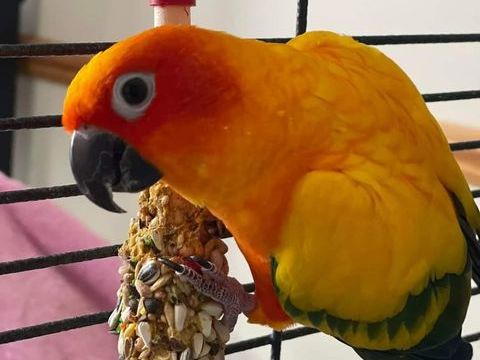 Conure soleil eam 400 80290 Poix-de-picardie