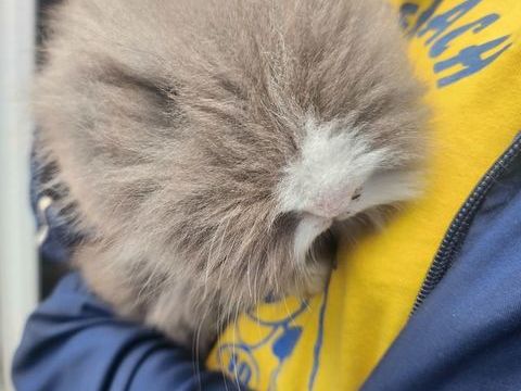 Lapin Angora 60 68560 Hirsingue