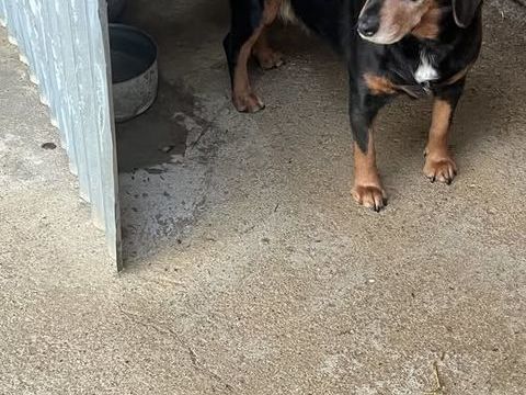 Chien TICKIE &agrave; l adoption 250 84110 Vaison-la-romaine