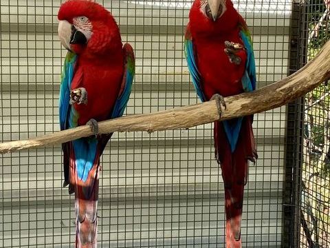 Couple reproducteur ara Chloroptere 4800 24000 Prigueux