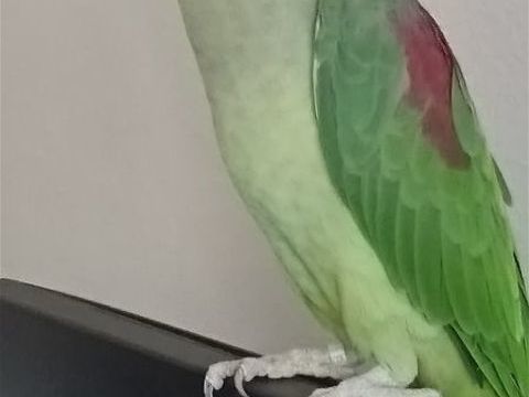 Perroquet vert d Amazonie 1000 37100 Tours