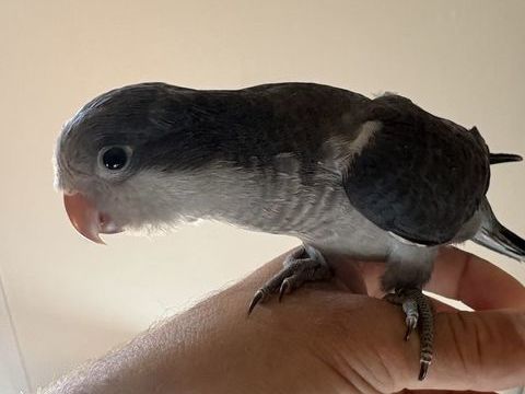 Conure souris eam 200 42800 Rive-de-gier