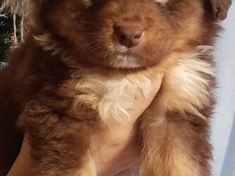 Berger Australien  0 59186 Anor