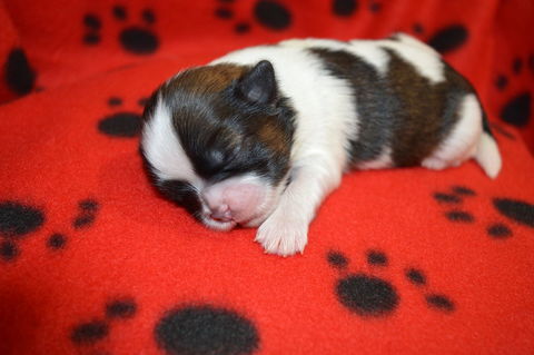 shih tzu &agrave; r&eacute;server 1050 85250 Saint-andré-goule-d'oie