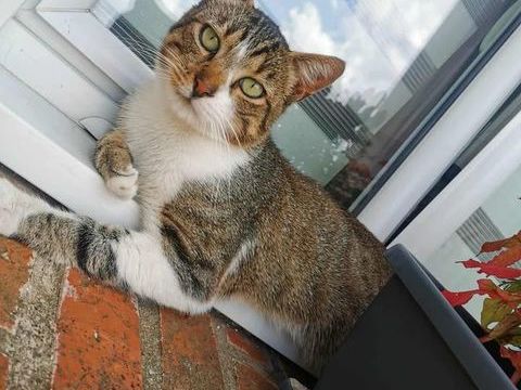 Chat mâle adulte à l'adoption / 2 ans 120 62149 Annequin