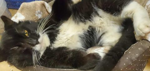 Chat DOMINO à l adoption 180 26130 Solrieux