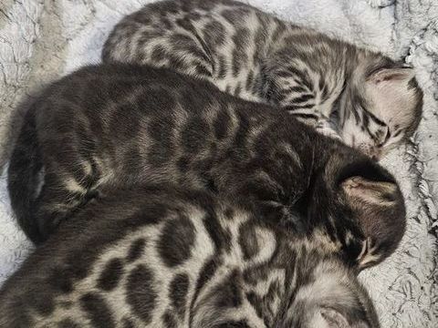 Chaton bengal 1200 38300 Bourgoin-jallieu