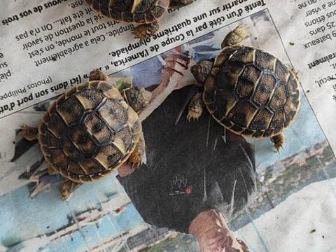 BEBES TORTUES 30 13600 Ceyreste