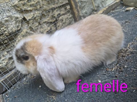 LAPIN B&Eacute;LIER 30 16380 Chazelles