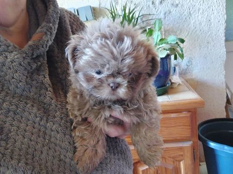 Shih tzu 800 86220 Les ormes