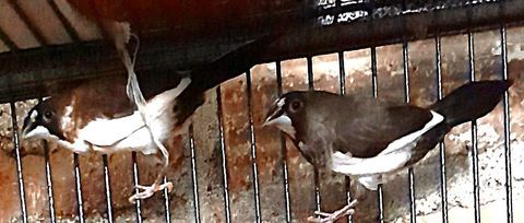 moineaux du japon 7 35310 Cintr�