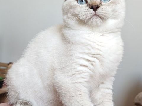 Femelle british shorthair loof 1200 28240 Belhomert-guéhouville
