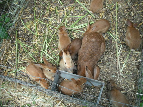 Lapins fermiers 15 34290 Valros