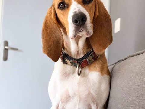Tropico - beagle de 4ans 300 38470 L'albenc
