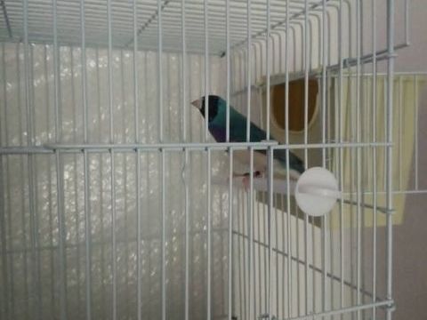 couple de diamant de Gould bleu 100 94460 Valenton