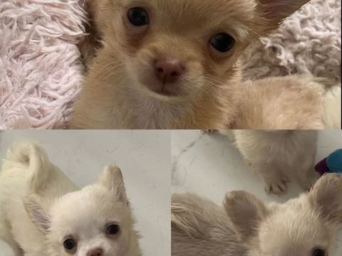 chiots chihuahuas poils long 2000 49000 Angers