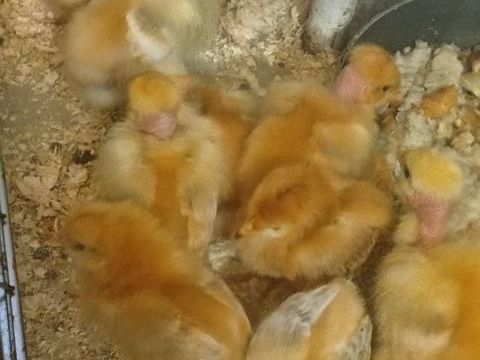 Poussins pondeuses . 0 93800 �pinay-sur-seine