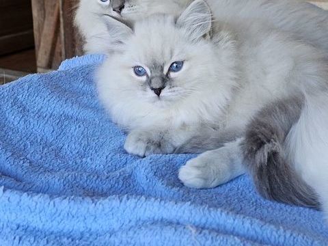 vends chatons ragdolls 900 31530 Bellegarde-sainte-marie