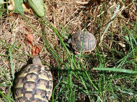 Tortues de terre 0 13100 Aix-en-provence