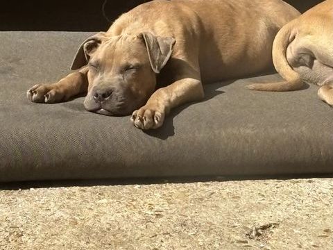 Chiots staff crois&eacute; pit  0 91600 Savigny-sur-orge