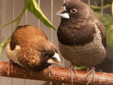 Moineau du Japon 10 10000 Troyes