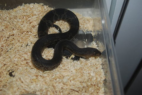 Pituophis et Pantherophis obsoletus 350 29300 Guilligomarc'h