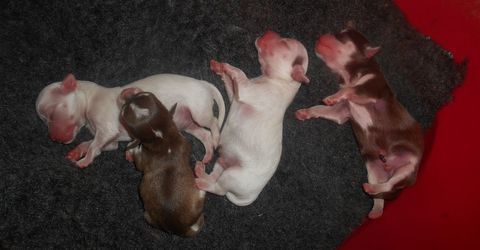 adorables chiots chihuahuas 900 18210 Thaumiers