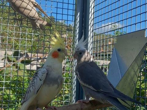 Calopsittes Eam 100 06300 Nice