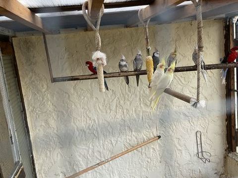 calopsittes couples 60 13129 Salin de giraud